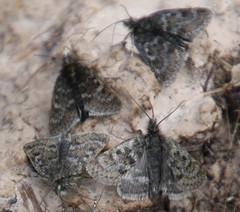 Metaxmeste phrygialis