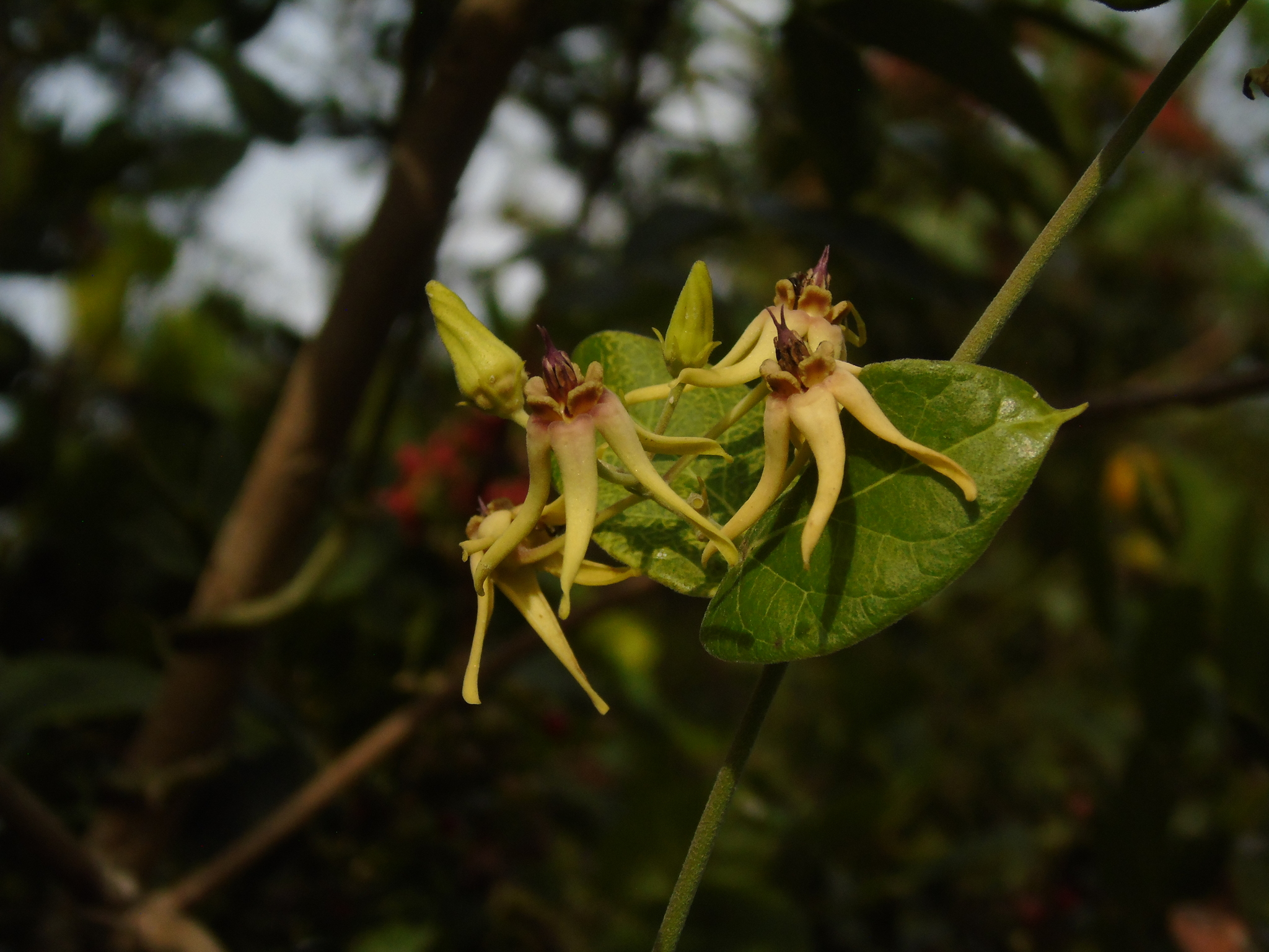 Flor de seda