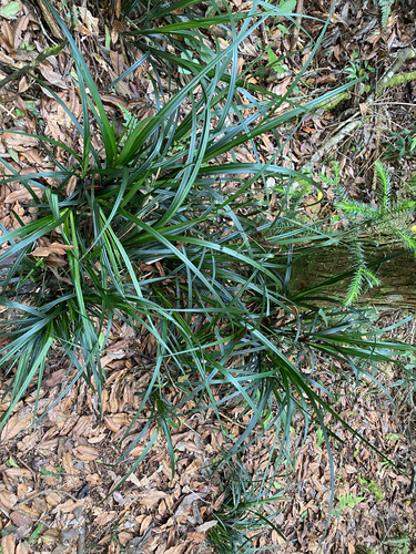 Carex perakensis, 2026-05-23