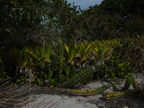 Pilosocereus arrabidae