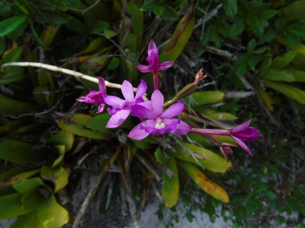 Epidendrum denticulatum Barb.Rodr. 3