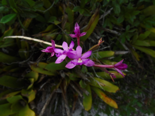 Epidendrum denticulatum, photograph 1