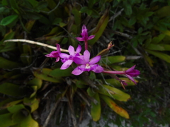 Epidendrum denticulatum, photograph (c) André Ribeiro Cardoso, some rights reserved (CC BY)
