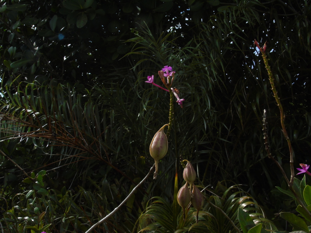 Epidendrum denticulatum Barb.Rodr. 4