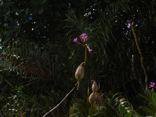 Epidendrum denticulatum, photograph 2