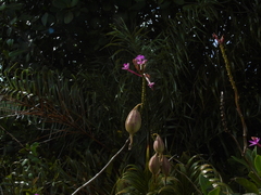 Epidendrum denticulatum, photograph (c) André Ribeiro Cardoso, some rights reserved (CC BY)