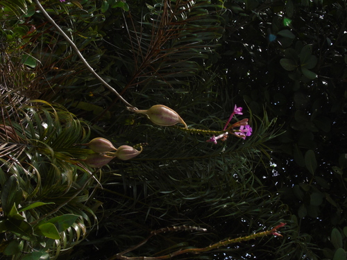 Epidendrum denticulatum, photograph 3