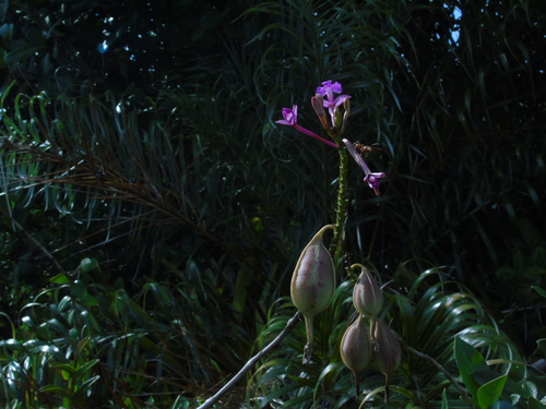 Epidendrum denticulatum, photograph 4