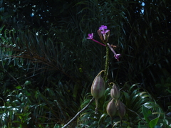 Epidendrum denticulatum, photograph (c) André Ribeiro Cardoso, some rights reserved (CC BY)