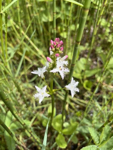 Bogbean