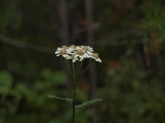Achillea impatiens