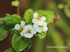 Spiraea prunifolia pseudoprunifolia