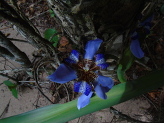 Trimezia sabini, photograph André Ribeiro Cardoso, CC BY, iNaturalist via GBIF