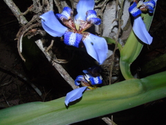 Trimezia sabini, photograph André Ribeiro Cardoso, CC BY, iNaturalist via GBIF