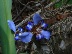 Trimezia sabini, photograph André Ribeiro Cardoso, CC BY, iNaturalist via GBIF