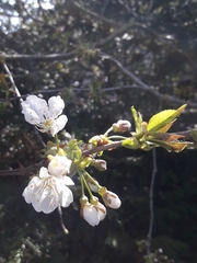 Prunus avium