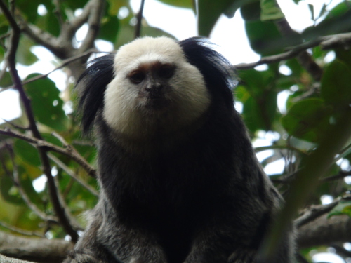 White-headed Marmoset