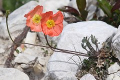 Papaver alpinum