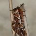 Endromis versicolora - Photo (c) Harald Süpfle, algunos derechos reservados (CC BY-SA)