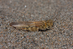 Trimerotropis huroniana