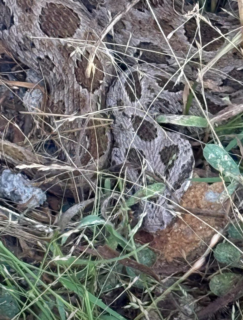 Eastern Russel's Viper (Daboia siamensis)