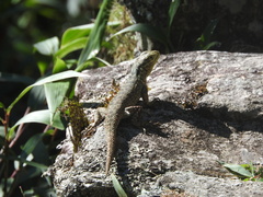 Tropiduridae