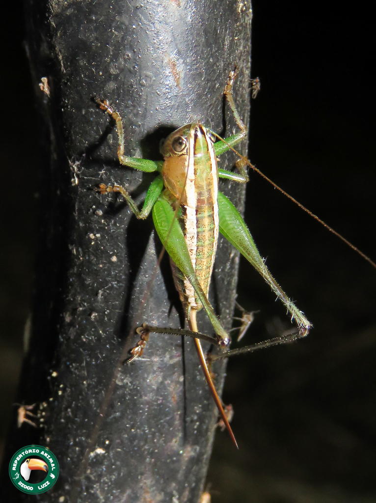 Chortoscirtes serengeti