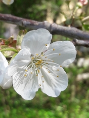 Prunus avium