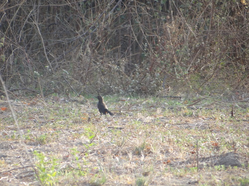 Indian Robin (Copsychus fulicatus), photo 8