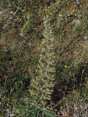 Echium italicum italicum
