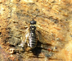 Cephalcia alpina