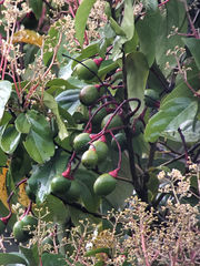 Nectandra cufodontisii image