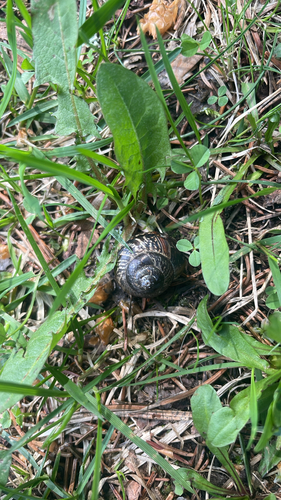 Copse Snail