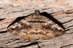 Zaleops umbrina