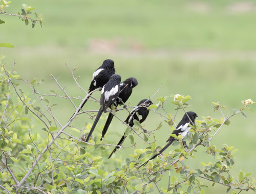iNaturalist image