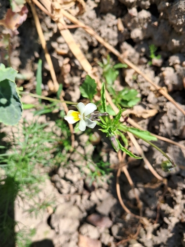 European field pansy