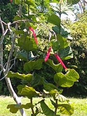 Coccoloba rugosa