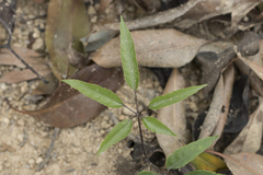 Schefflera