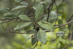 Ternstroemia