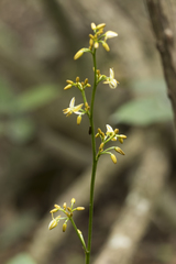Dianella ensifolia