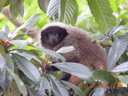 Black-fronted Titi