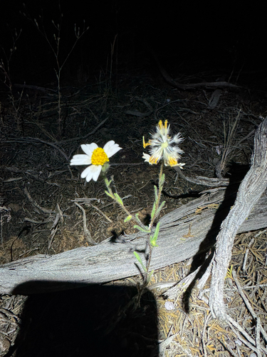 Layia glandulosa, photograph 6