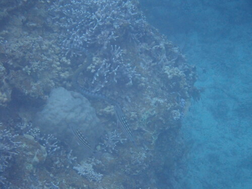 Chinese Sea Krait