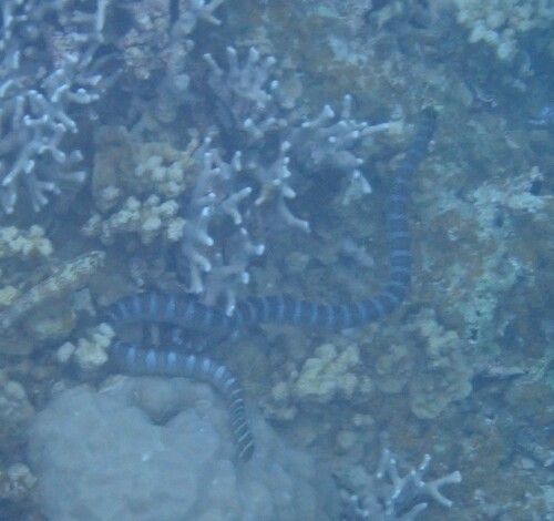 Chinese Sea Krait