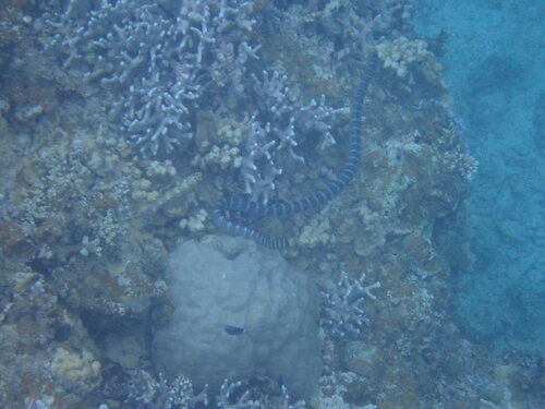Chinese Sea Krait