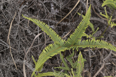 Dicranopteris pedata
