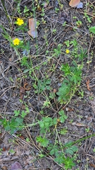 Potentilla × collina