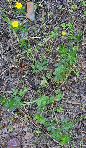 Potentilla × collina, photograph 2