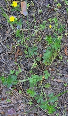 (c) Анна Митрошенкова, some rights reserved (CC BY) Potentilla × collina, photograph (c) Анна Митрошенкова, some rights reserved (CC BY)