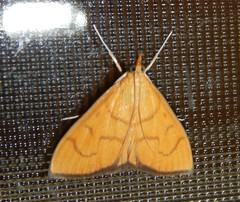 Anania perflavalis